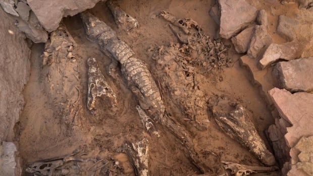 These ancient crocodile mummies are so well-preserved, they almost look alive