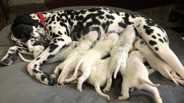 Meet Queeny the Dalmatian who just gave birth to 16 happy puppies, surprising Quebec family