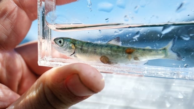 Salmon farms not ‘solely’ to blame for growing B.C. sea lice infestations, claims DFO study