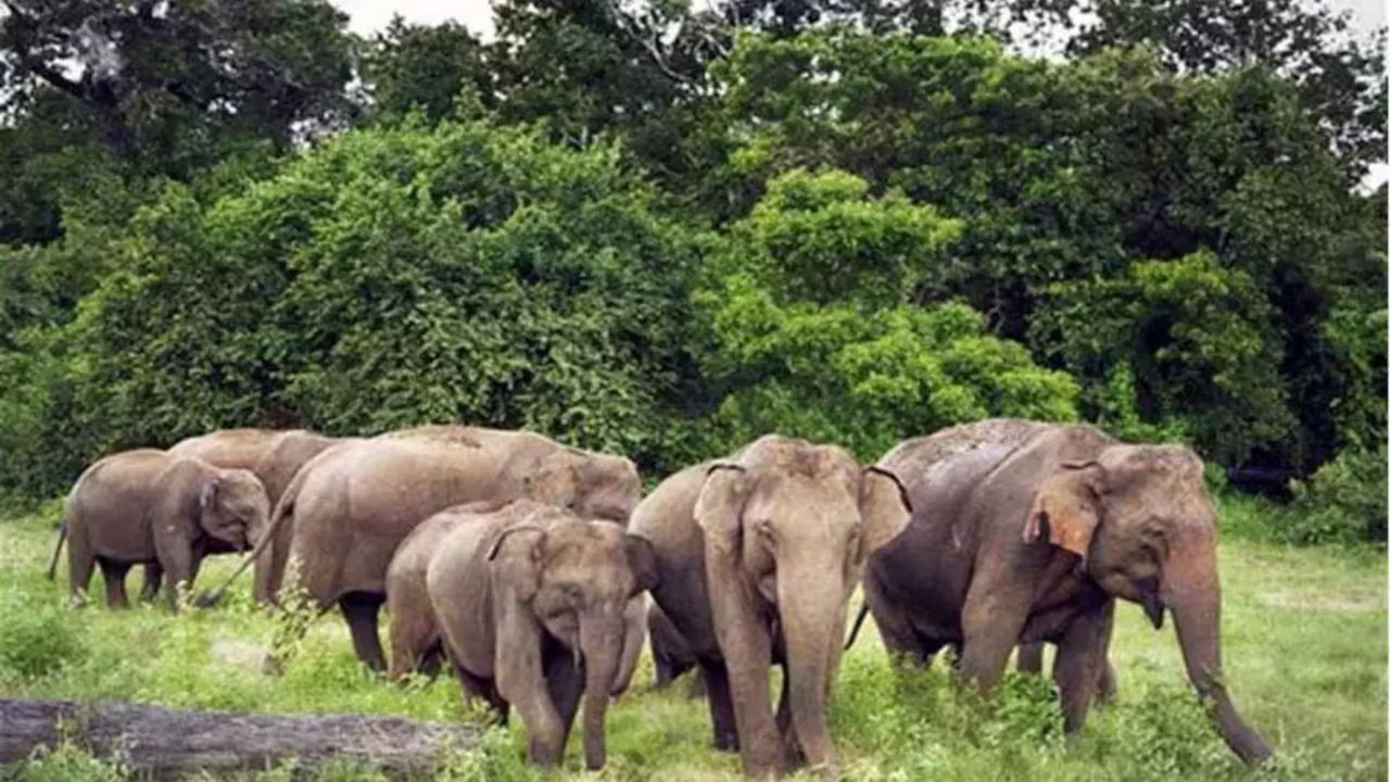 Jharkhand News: झारखंड के गांव में जंगली हाथियों का आतंक, पंचायत मुखिया ने मस्जिदों में कराई सतर्कता की घोषणा