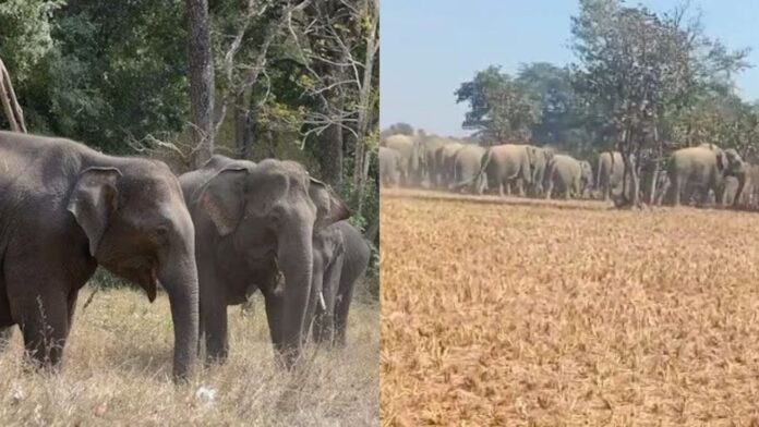 Jharkhand News: हाथियों ने 4 सदस्यों वाली परिवार को रौंदा, बचा सिर्फ बेटा, सनसनीखेज घटना