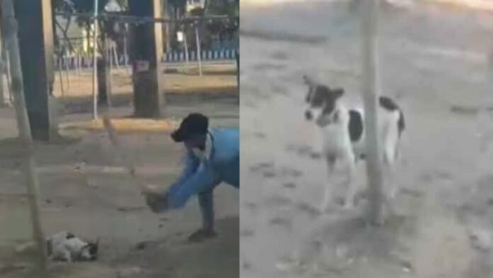 Jharkhand से दिल दहला देने वाली घटना, बेजुबान कुत्ते की बेरहमी से हत्या, वीडियो ने मचाया हड़कंप