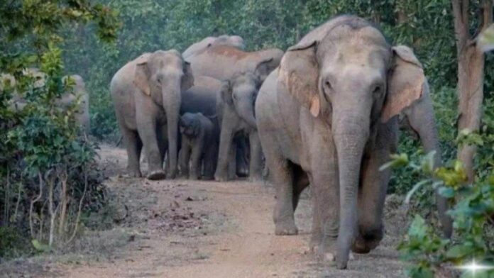 Jharkhand News: भयानक हाथी हमलों ने छीन ली कई जिंदगियां, 9 दिनों में मौतों का आंकड़ा 19 तक पहुंचा