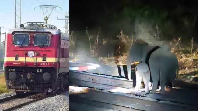 Jharkhand में हाथियों का रेल पटरी पर कब्जा ट्रेनों के संचालन में मचा हड़कंप