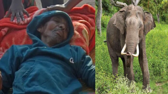 Jharkhand News: जंगली हाथी ने सूंड से उठाकर 30 फीट दूर फेंका, ग्रामीणों में दहशत