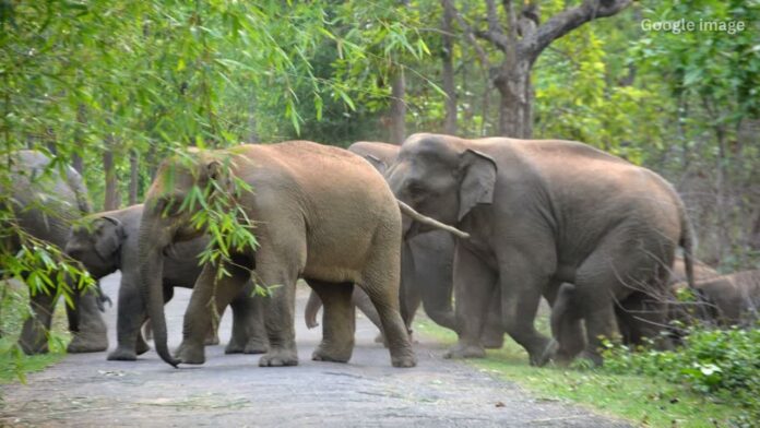 Jharkhand News: जंगल से निकले मौत के साये, हाथियों के हमले में तीन लोगों की मौत