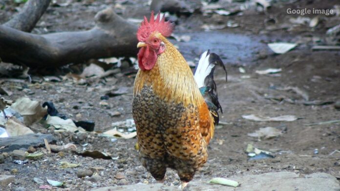 Jharkhand News: मुर्गा विवाद बना खूनी खेल, पश्चिम सिंहभूम में शख्स की दर्दनाक हत्या